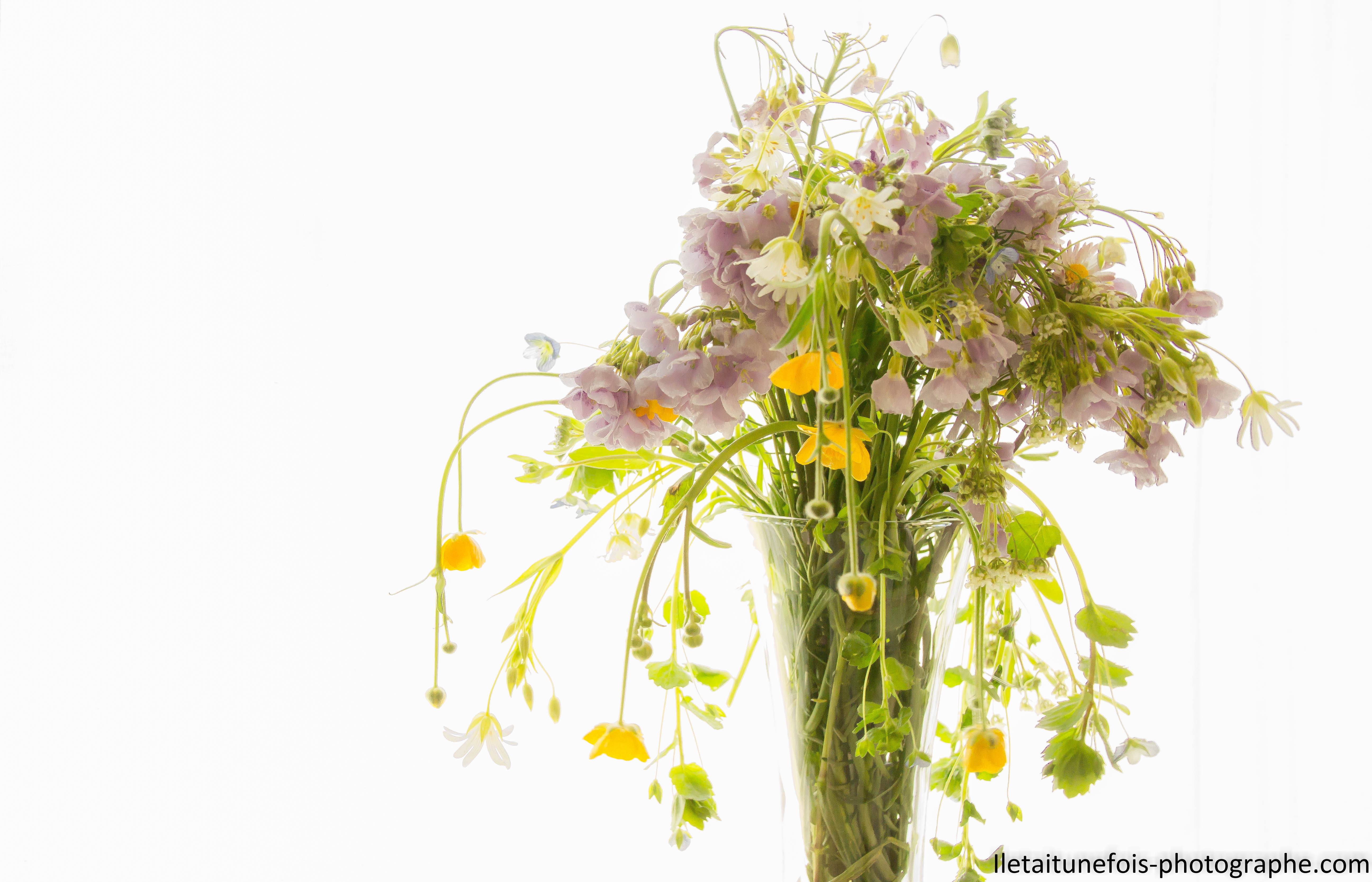 Fleurs de nos prairies franc-comtoises.