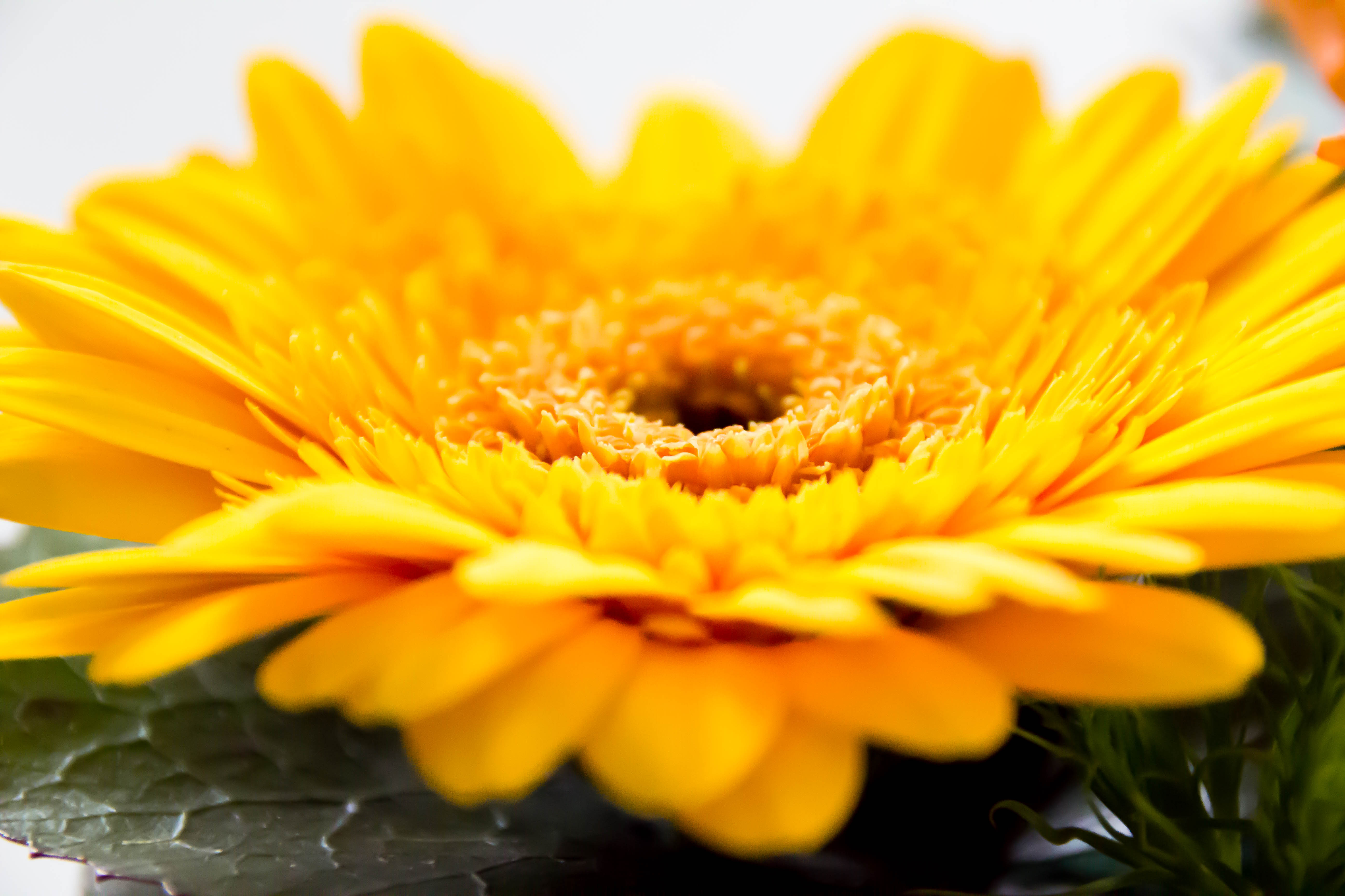 Photographies Composition florale